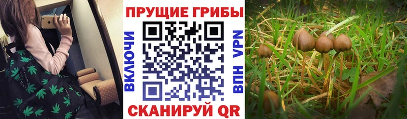Псилоцибиновые грибы Psilocybine cubensis  Купить закладки  Наволоки 